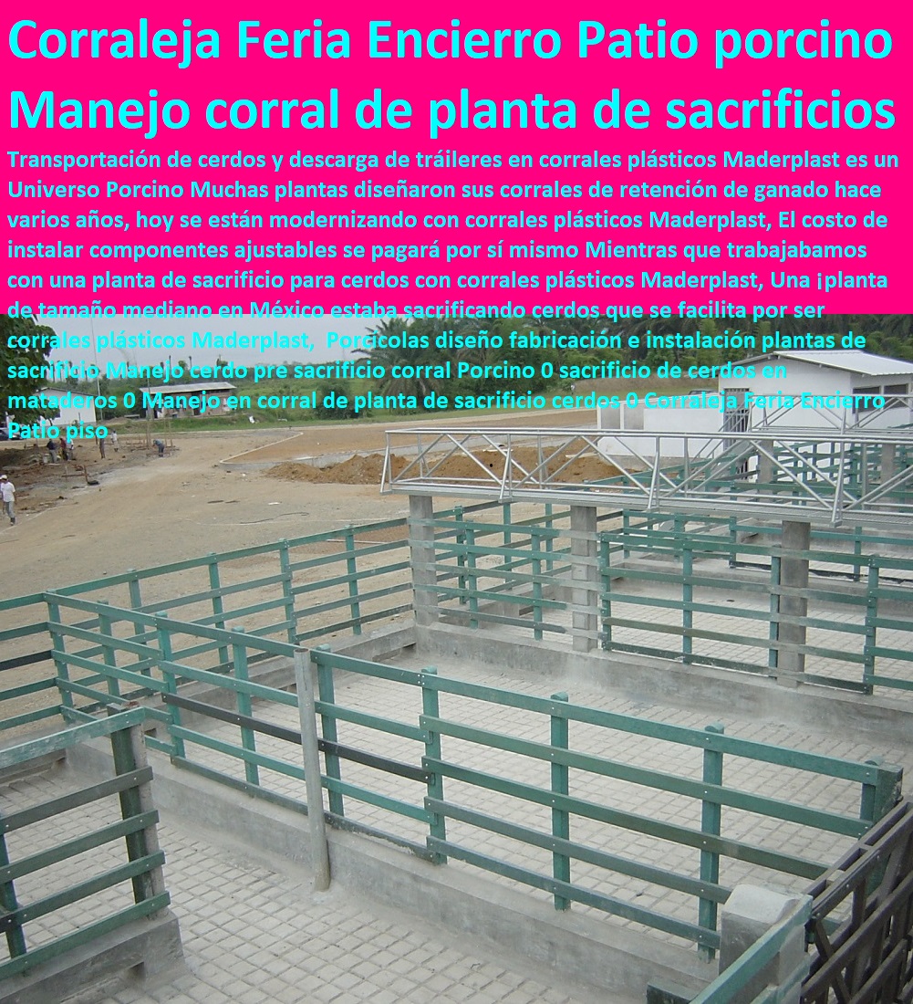 Porcícolas diseño fabricación e instalación plantas de sacrificio Manejo cerdo pre sacrificio corral Porcino 0 sacrificio de cerdos en mataderos 0 Manejo en corral de planta de sacrificio cerdos 0 Corraleja Feria Encierro Patio piso Porcícolas diseño fabricación e instalación plantas de sacrificio Manejo cerdo pre sacrificio corral Porcino 0 sacrificio de cerdos en mataderos 0 Manejo en corral de planta de sacrificio cerdos 0 Corraleja Feria Encierro como criar marranos, cómo criar cerdos técnicas modernas, manual para criar cerdos, como hacer un criadero de cerdos, cría de cerdos rentabilidad técnicamente, como engordar cerdos con maíz tecnificado, instalaciones para cría de cerdos, Patio piso